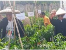 PT Antam ,Petani Juga Pemdes Wujud Kolaborasi Dengan Adanya Panen Raya Cabe
