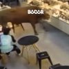 Sapi Kurban Kabur Masuk Toko Kamera Di Bogor