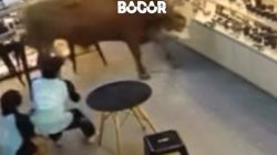 Sapi Kurban Kabur Masuk Toko Kamera Di Bogor