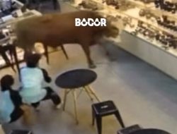 Sapi Kurban Kabur Masuk Toko Kamera Di Bogor